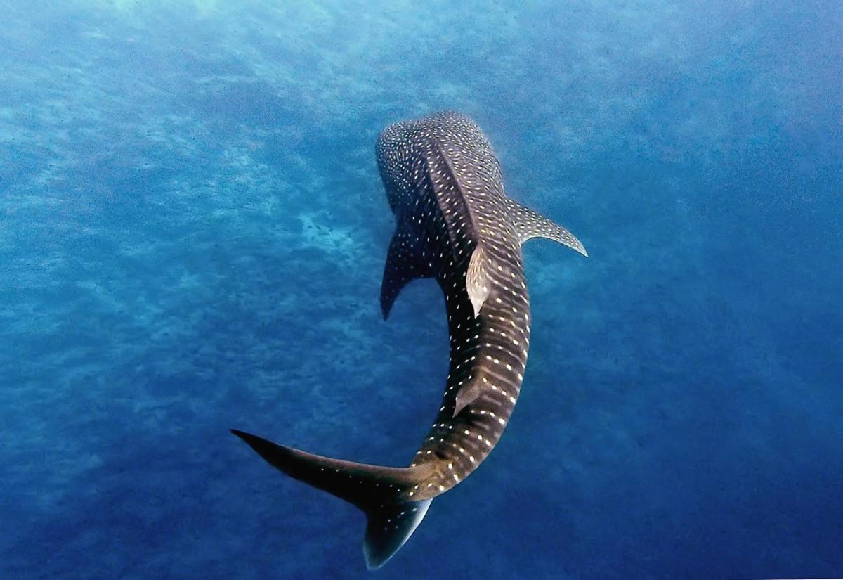 Manta Reserve Maalhos  Bagian luar foto