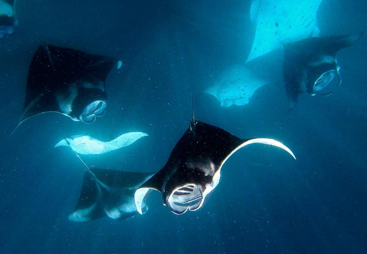 Manta Reserve Maalhos  Bagian luar foto